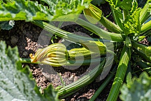 Courgette - Vegetable Garden