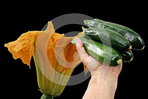 Courgette or zucchini in a hand on black background