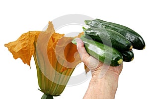 Courgette or zucchini in a hand on white background