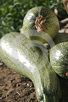 Courgettes