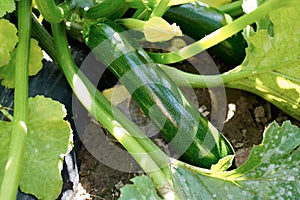 Courgettes growing in the garden