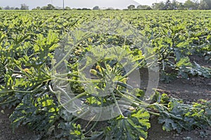 Courgettes plants in field, Agri valley, Italy