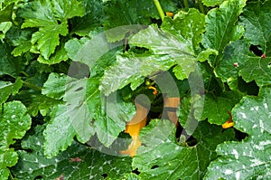 Courgettes under foliage