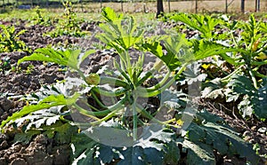 Courgettes or zucchini in a kitchen garden.