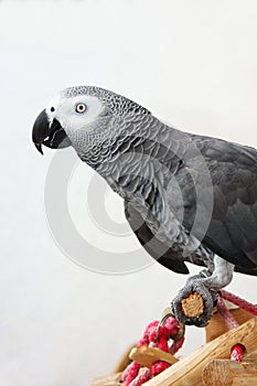 Courious african grey parrot