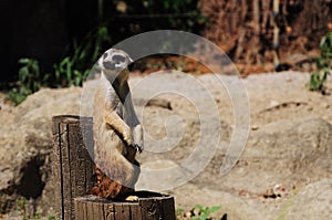 Courious Meerkat