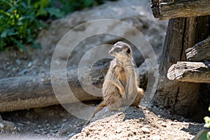 Courious Meerkat sitting on sunny warm sand in Bratislava Zoo