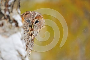 Courious tawny owl