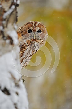 Courious tawny owl