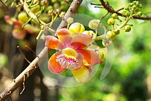 Couroupita flower