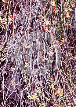 Couroupita guianensis