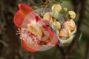 Couroupita guianensis Aubl