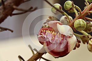 Couroupita guianensis Aubl