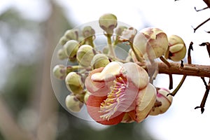 Couroupita guianensis Aubl