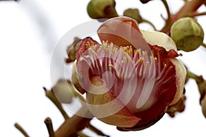 Couroupita guianensis Aubl