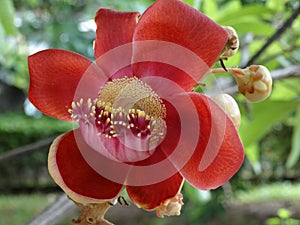 Couroupita guianensis - the cannonball plant