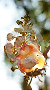 Couroupita guianensis, cannonball tree bloom flower