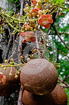 Couroupita guianensis . Cannonball tree flowers