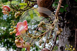 Couroupita guianensis. Cannonball tree flowers