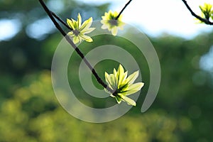 Couroupita guianensis or Cannonball tree in the soft sunlight on the blurred background of tropical vegetation