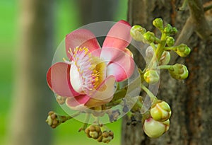 Couroupita guianensis flower