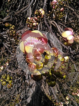 Couroupita guianensis flower and blossoms closeup