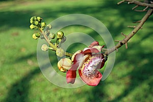 Couroupita guianensis. Flower and branch couroupita guianensis closeup