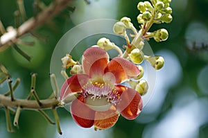 Couroupita guianensis (Sal Tree)