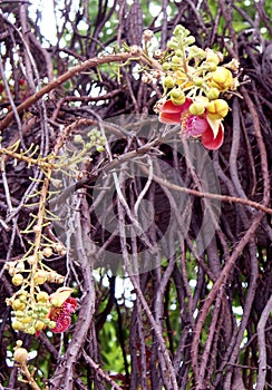Couroupita guianensis