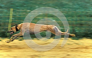 COURSE DE LEVRIERS Greyhound during Greyhound Racing Dog