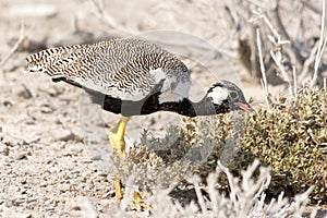 Courser bird on the search for food