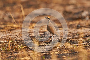 Courser, Cursorius temminckii, in the nature habitat, Okavango. Botswana in Africa. Bird sitting in the sand with grass.