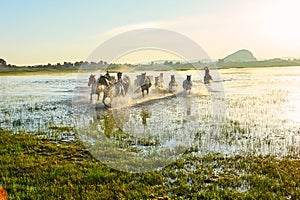 The coursers and herd