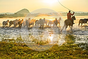 The coursers and herd