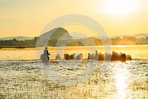 The coursers and herd in water