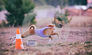 Coursing. Basenji dog pursues the lure.