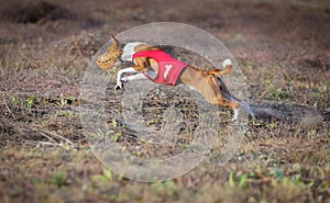 Coursing. Basenji dog pursues the lure.