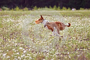 Coursing. Basenji dog running in the field