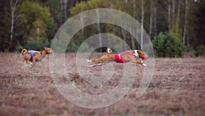 Coursing. Basenji dogs pursues the lure.