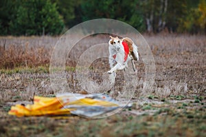 Coursing competition in the field Russian psovaya borzoi