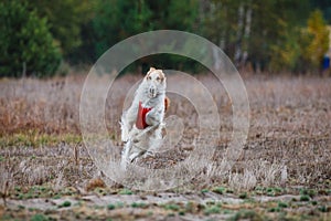 Coursing competition in the field Russian psovaya borzoi