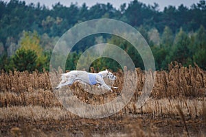 Coursing competition in the field Russian psovaya borzoi