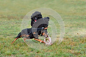 Coursing dog catching a bait