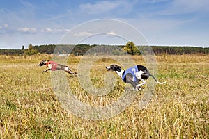 Coursing. Dogs Whippet running track. Herbal pore