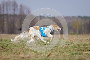 Coursing, passion and speed. Russkaya psovaya borzaya