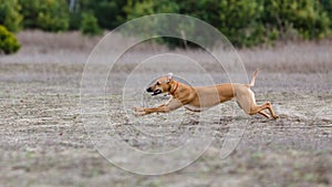 Coursing. Whippet dog running in the field