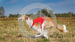 Coursing. Russian borzoi dog running in the field