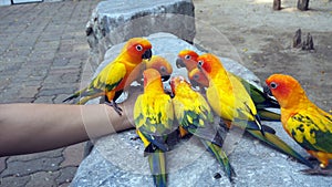 The court parrot, colorful parrot, beautiful parrots, Psittaciformes.