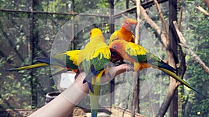 The court parrot, colorful parrot, beautiful parrots, Psittaciformes.
