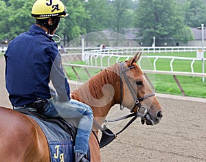 Courted - Final Furlong Racing